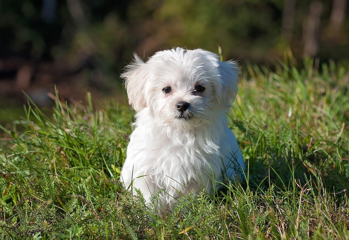 Improving the lives of 600+ cats and dogs at animal shelters.