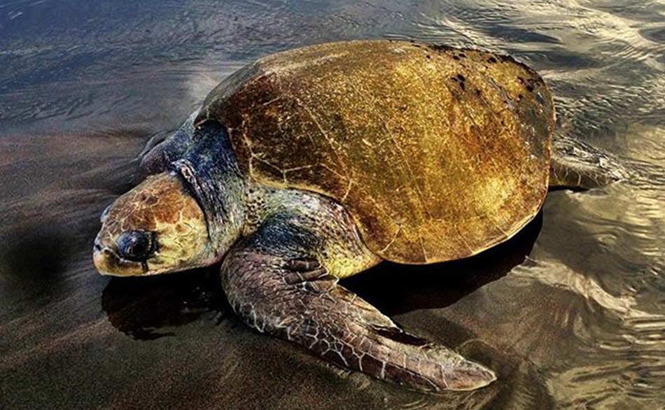 Measure, tag and protect more than 2,900 sea turtles every year.