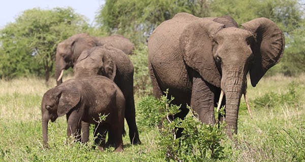 Contributes to United Nations’ Sustainable Development Goal #15: Life on Land