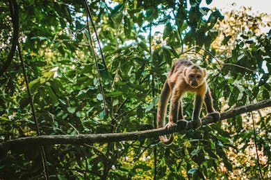 Weekend Amazon Adventure