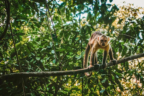 Weekend Amazon Adventure (3 days/2 nights)