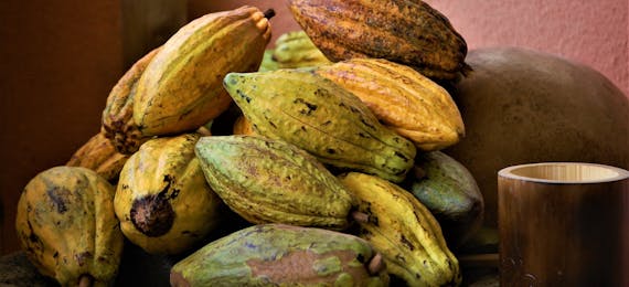 Chocolate Museum Workshop (Half day)