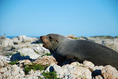 Coastal Conservation (Friday to Friday)