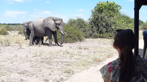 Chobe Safari Experience