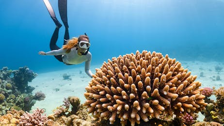 Eco Dive Package – Dive with Purpose!