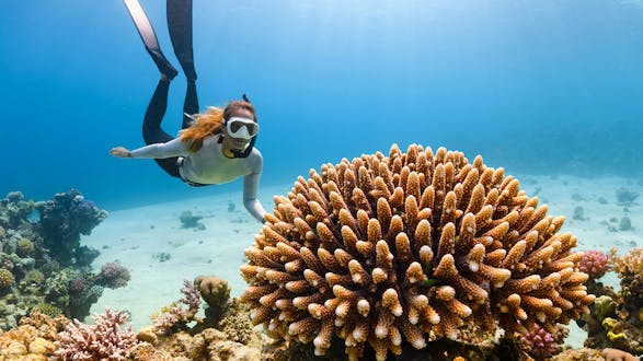 Eco Dive Package – Dive with Purpose!