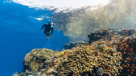 Fun Adventure Dive Package - Shipwreck & Reef (in Stone Town) 🤿