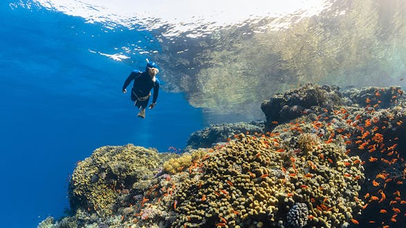 Fun Adventure Dive Package - Shipwreck & Reef (in Stone Town) 🤿