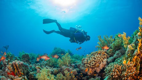 Coral Nursery Dive - Support Reef Restoration! 🪸