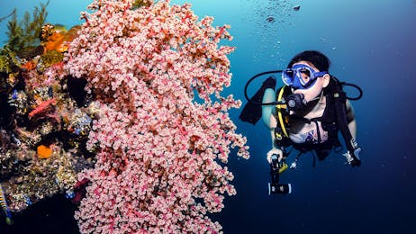 PADI Open Water Diver Certification (5 nights/4 days)