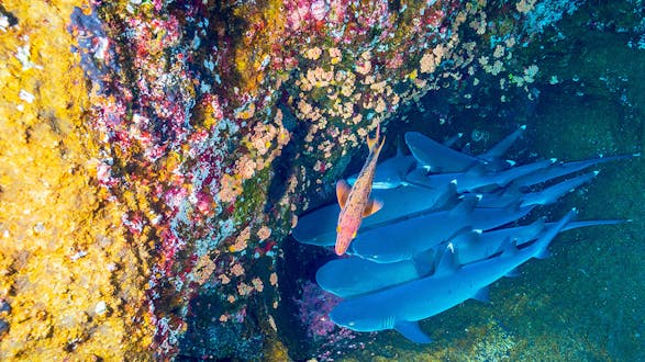 PADI Specialty Course: Shark Conservation (2 days)