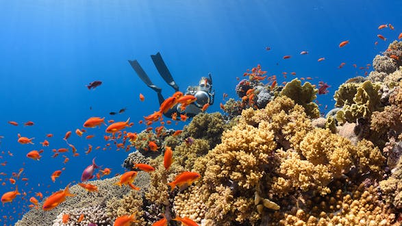 PADI Specialty Course: Underwater Naturalist (2 days)