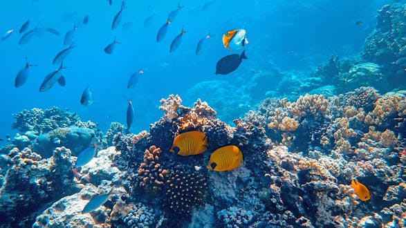 PADI Specialty Course: Fish Identification (2 days)