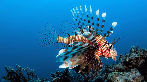 PADI Specialty Course: Invasive Lionfish (2 days)