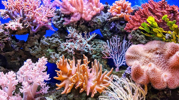 PADI Specialty Course: Coral Reef Conservation (2 hour course)