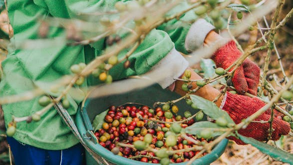 Coffee Farm Tour (Half Day) - San Jose