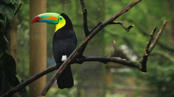 Toucan & Sloth Rescue Ranch (Half Day)  - San Jose