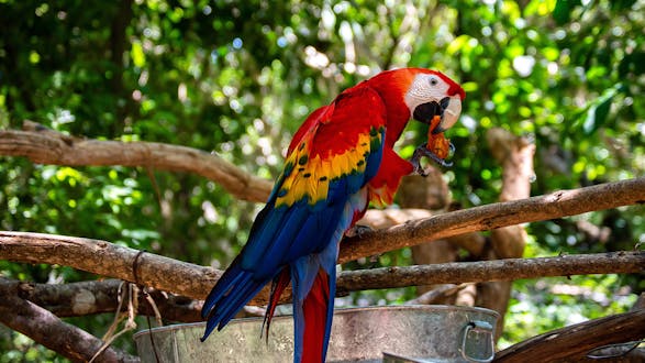 Auto Safari Adventure (Full Day)