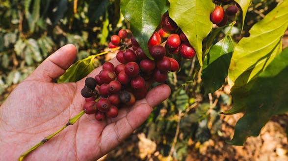 Coffee Farm Tour (Half Day)