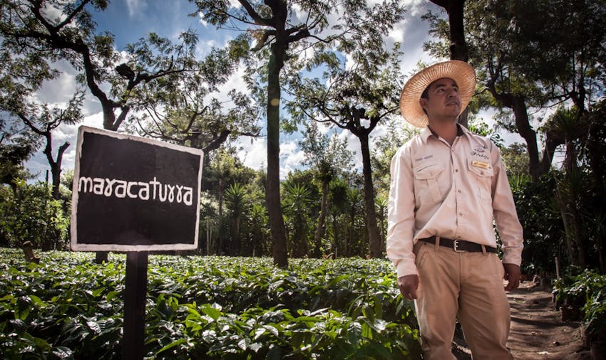 Explore a coffee farm during your IVHQ weekends in Guatemala