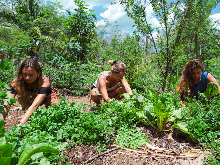 Internship vs volunteering