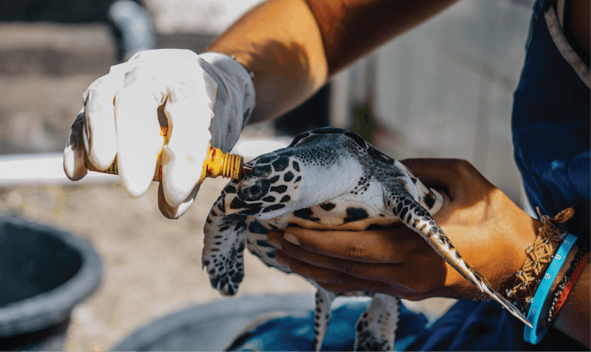 Adventure holiday with IVHQ as a turtle conservation volunteer in Bali