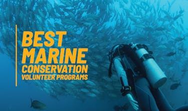 Best Marine Conservation Volunteer Programs