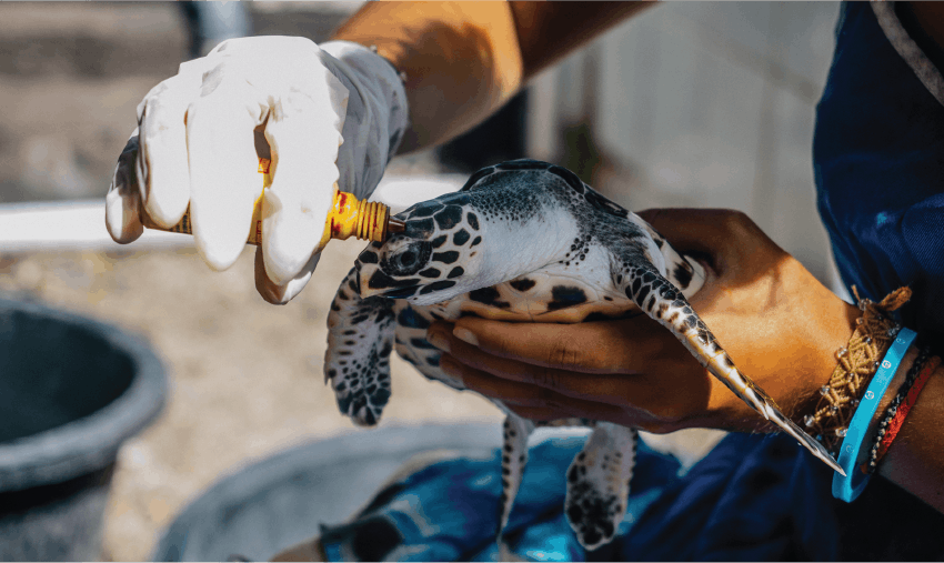 Best Marine Conservation Volunteer Programs 2022 & 2023