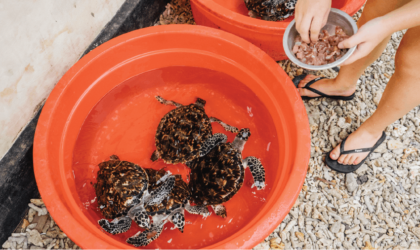 Best Marine Conservation Volunteer Programs 2023 & 2024