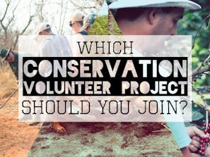 Which Conservation Volunteer Project Should You Join with IVHQ?