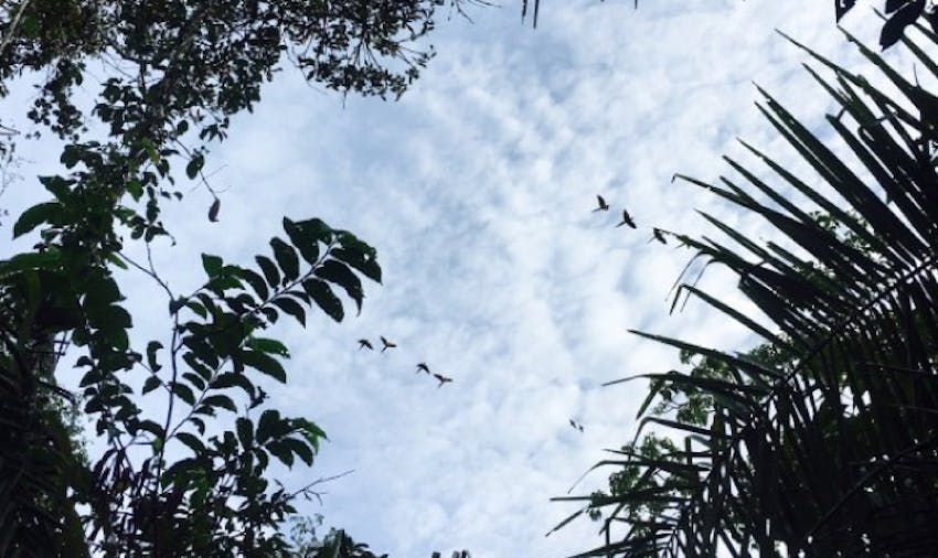 Why Volunteering In The Jungle Is The Ultimate Adventure - Peru