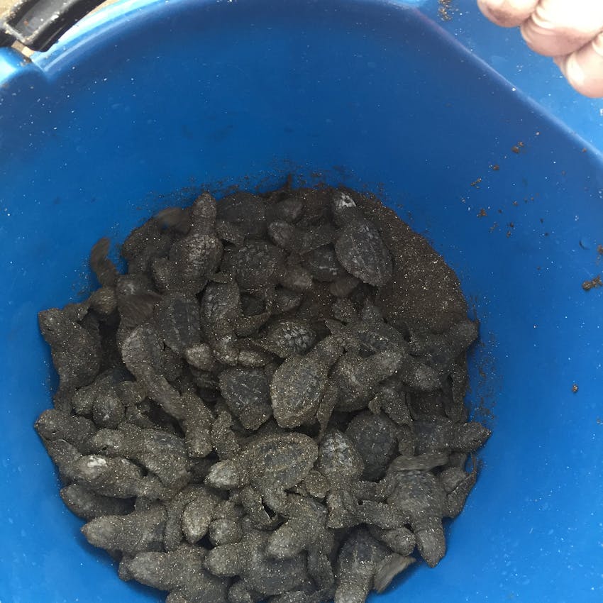 Volunteer with IVHQ in Costa Rica