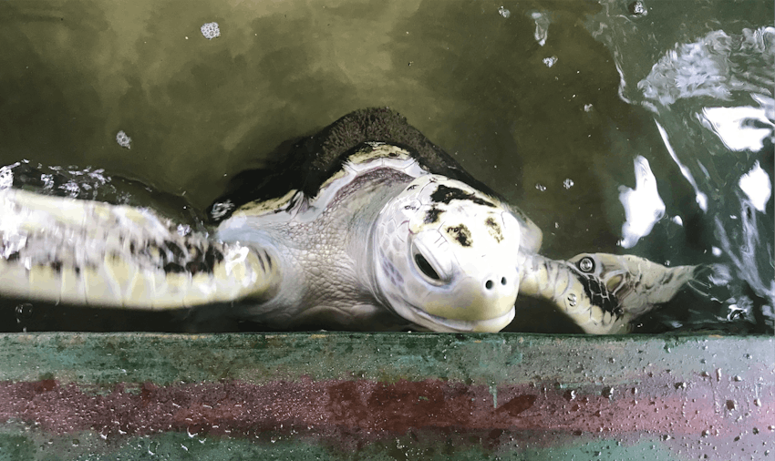 Volunteer wth turtles in Sri Lanka