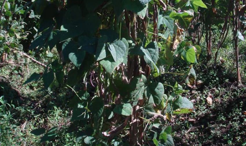 Sharron Maree Guatemala Eco-Agriculture Project - growing coffee beans