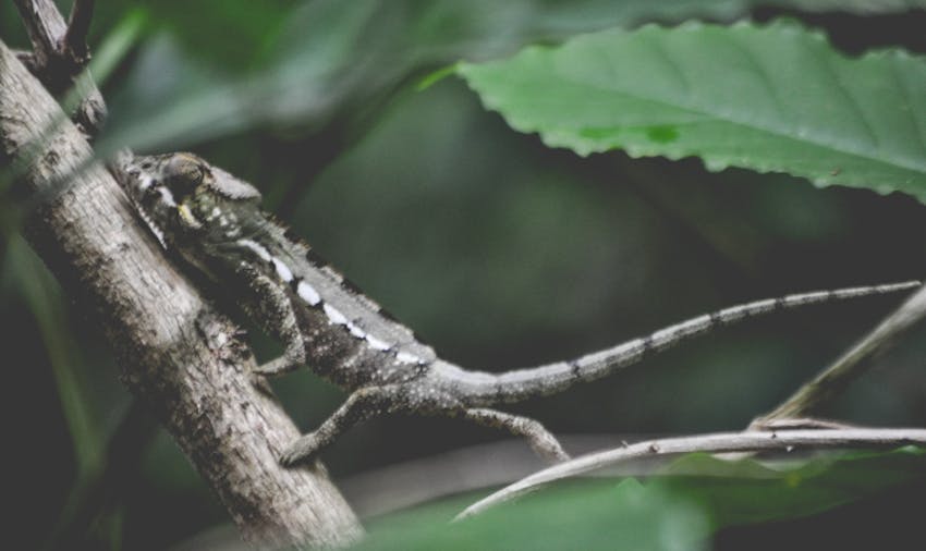 Taylor Franks volunteered in Madagascar and is now volunteering in Bali