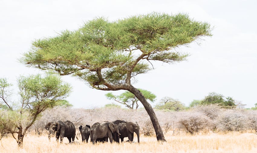 Gap year volunteering in Tanzania with IVHQ