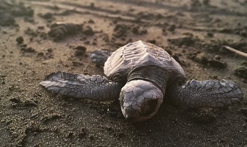 The best animal volunteer projects abroad