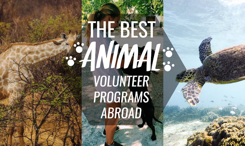 The best animal volunteer projects abroad