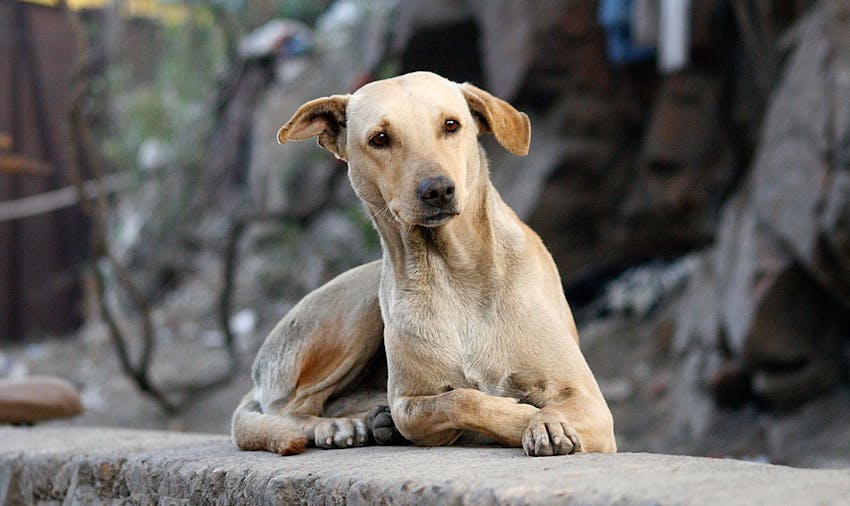 The best animal volunteer projects abroad