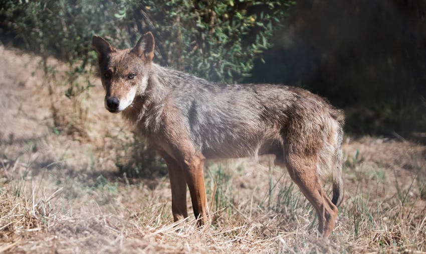 The best animal volunteer projects abroad