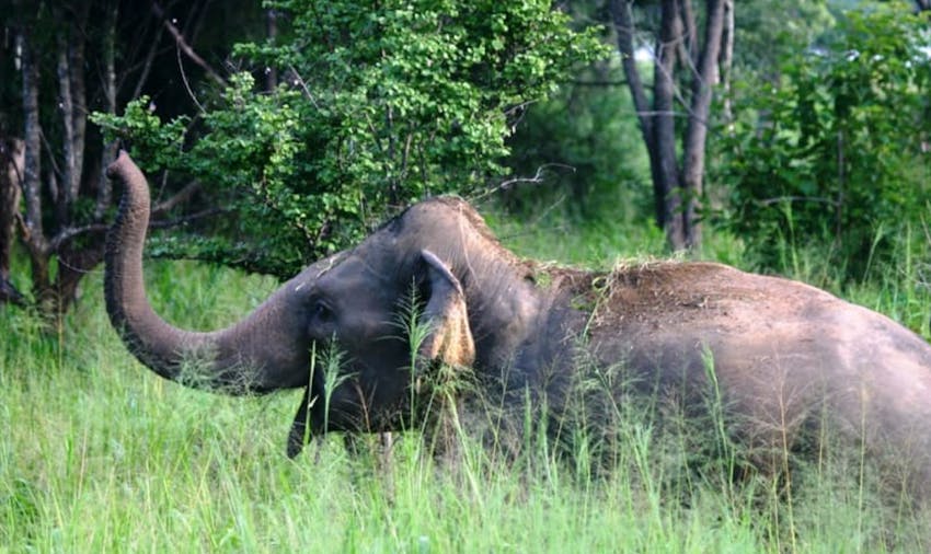The best animal volunteer projects abroad