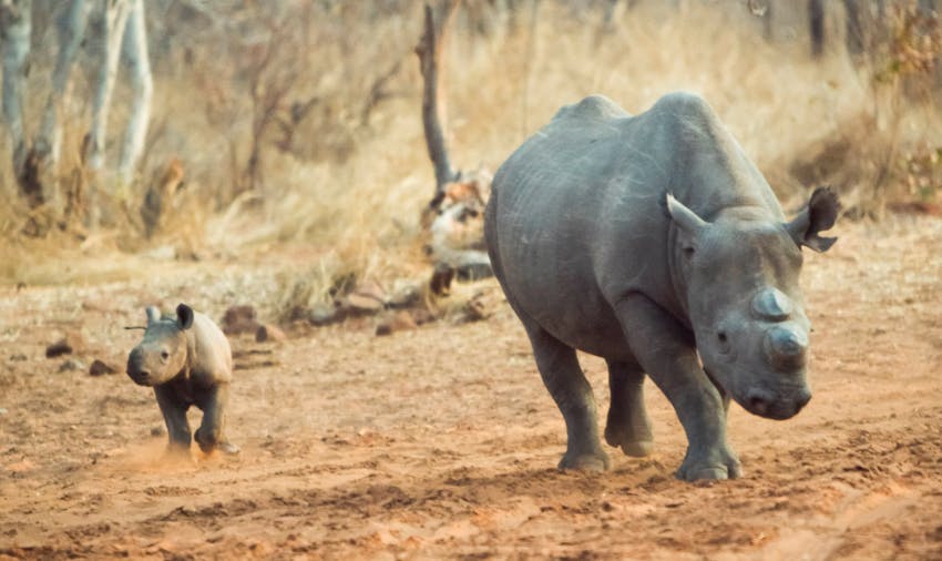 The best animal volunteer projects abroad