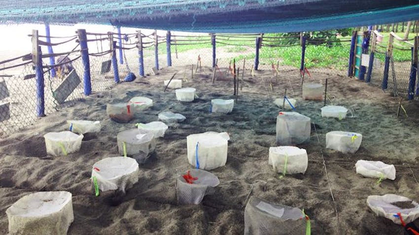 The Junquiall Turtle Hatchery on the IVHQ Turtle Conservation Project in Costa Rica