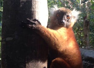 The Land of Lemurs