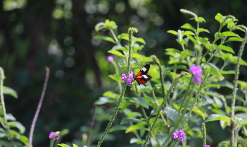 IVHQer travel blogger Carmen volunteering on the Amazon Jungle Conservation project