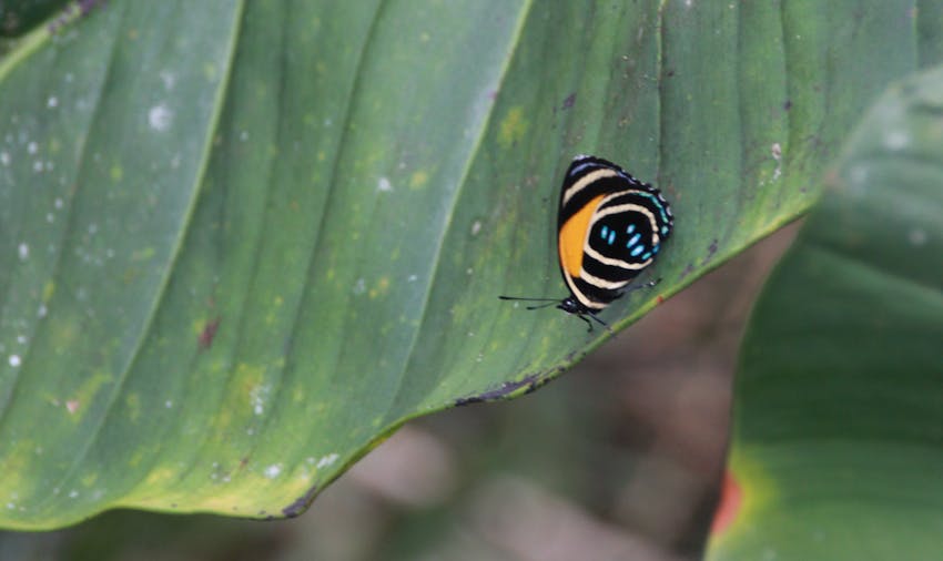 IVHQer travel blogger Carmen volunteering on the Amazon Jungle Conservation project