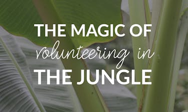 The Magic Of Volunteering In The Jungle