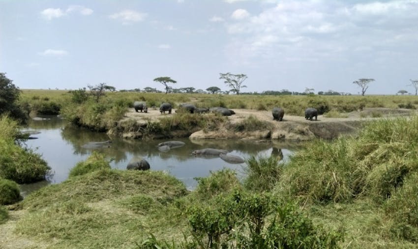 What to expect when volunteering in Kenya - taking a safari