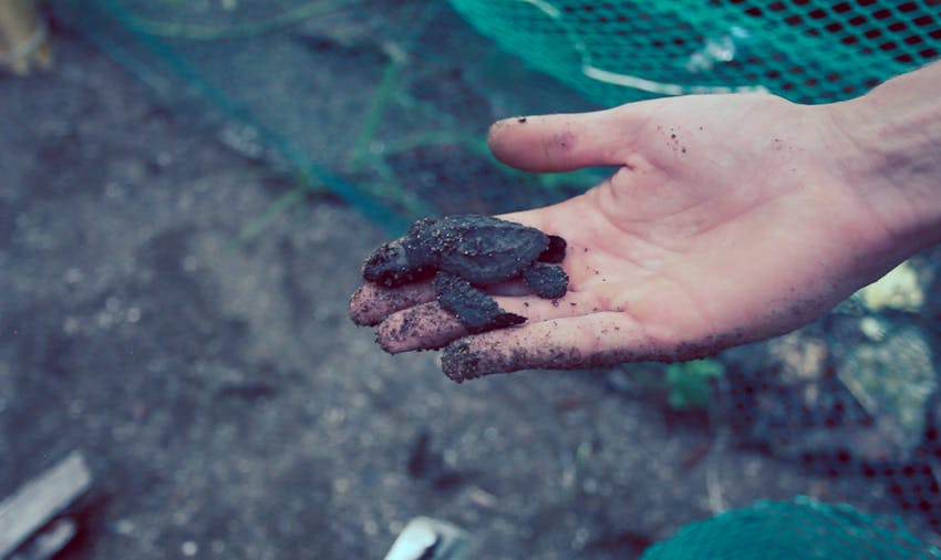 The Ultimate Short-Term Volunteering Guide