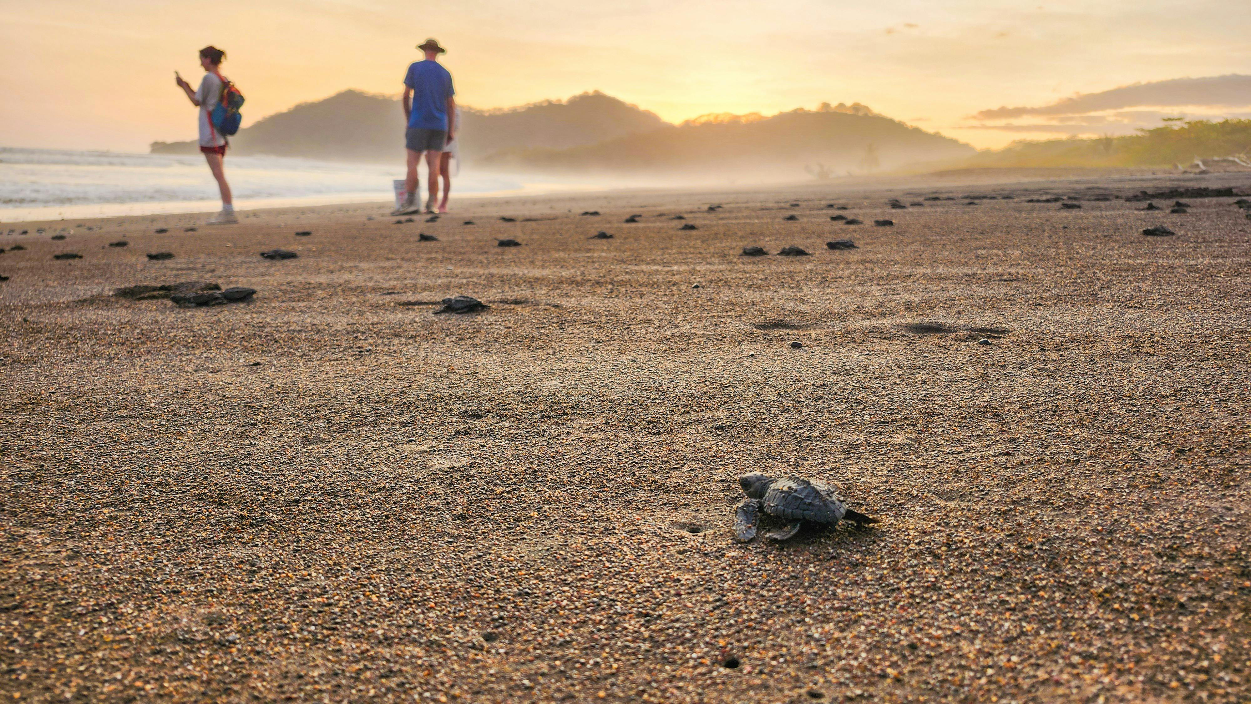 Volunteer in Costa Rica with IVHQ in 2026